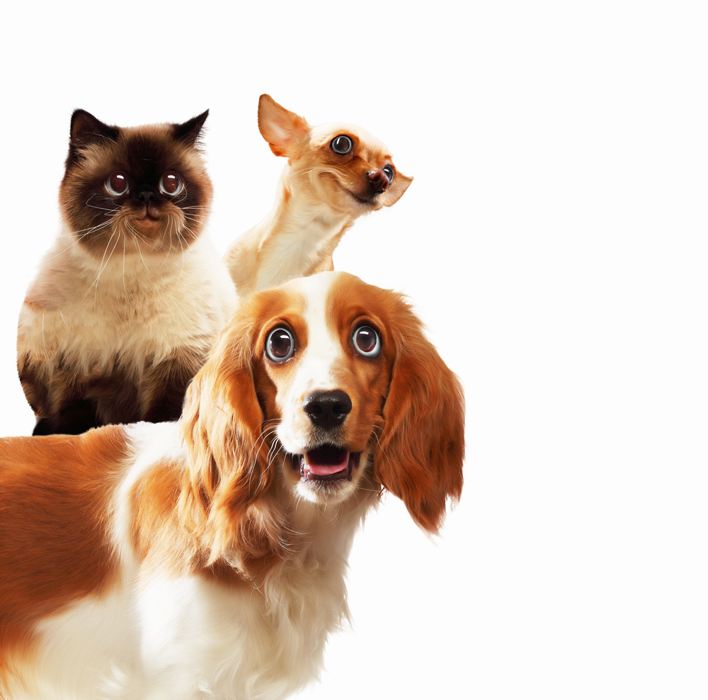 Three home pets next to each other on a light background. funny collage